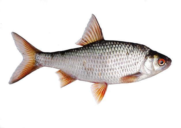 Premium carp < 3 Obsahuje atraktanty jako je rybí moučka a rybí olej Vysoký obsah živočišného proteinu Protein 33% 3.