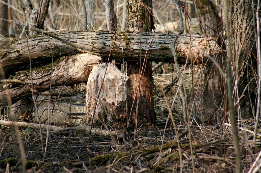 Nedostatečná údržba, nevhodné porosty, působení živočichů Vývoj populace bobra evropského (Castor fiber) v Lotyšsku po jeho vysazení v roce