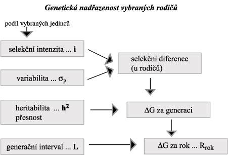 Je-li zahrnuta do odhadu PH informace o říbuzných jedincích, oakování vlastnosti nebo korelované vlastnosti, ak řesnost závisí také na celkovém množství získaných a oužitých informací.