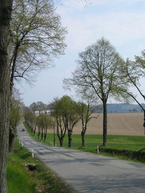 Smysl projektu Arboristika je v ČR mladý obor