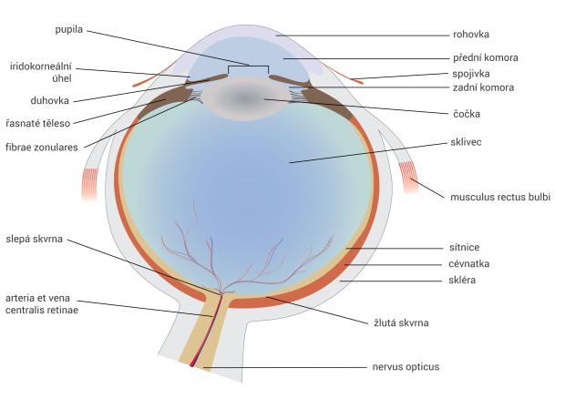 Kapitola 1 Anatomie a fyziologie oční koule 14 Kapitola 1 Anatomie a fyziologie oční koule Jedním z nejdůležitějších lidských smyslů je zrak.
