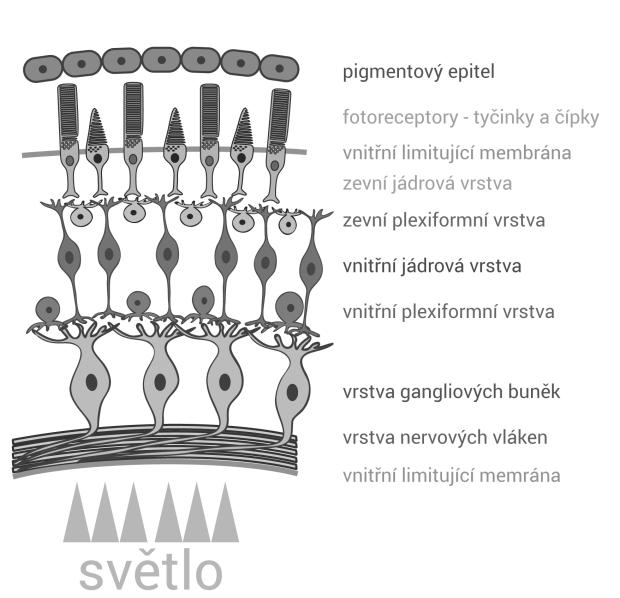Kapitola 1 Anatomie a fyziologie oční koule 18 11.