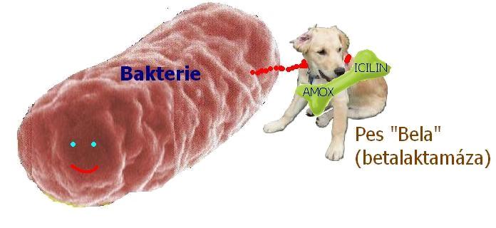 Působíme-li samotným antibiotikem, je inaktivováno bakteriální