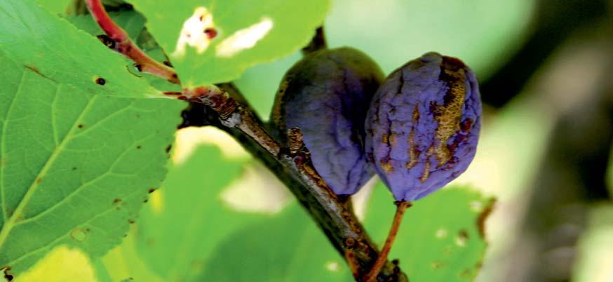 Obr. 6 Plody napadené tmavkou švestkovou mohou zůstat i na stromě sledovány rozsahy napadených výsadeb a % napadených plodů.