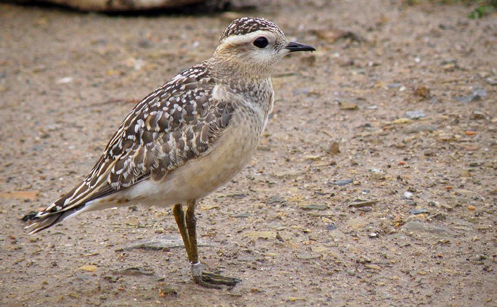 Kulík hnědý (Charadrius morinellus) je jedním ze dvou druhů kroužkovaných v roce 2011 na našem území historicky poprvé.