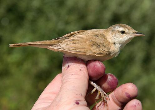 Stehlík obecný Carduelis carduelis N=84 (S 84, M 0, L 0) Čížek lesní Carduelis spinus N=244 (S 183, M 33, L 28) Z 16 (Austria 1, Belgium 2, Finland 1, Germany 3, Italy 2, Poland 3, Russia 1, Slovakia