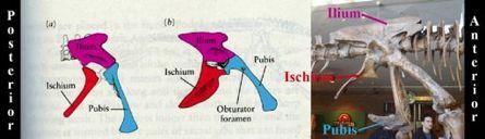 Saurischia 
