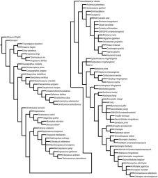 2, 3. Here we report a new scansoriopterygid theropod, Yi qi gen. et sp. nov.