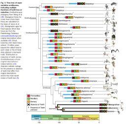 patches of membranous tissue preserved between the rod-like bones and the