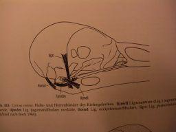Tarsometatarsus