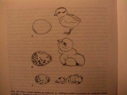 Nidifugní( Nidikolní( Extrémně( nidikolní( (pěvci)( Fosilní(záznam( Archeopteryx,,Ichthyornis,,H, esperonis((cr(