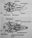 With 18 figures HIGHER-ORDER PHYLOGENY OF
