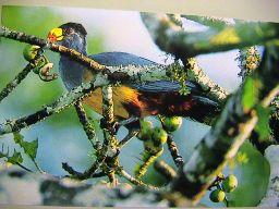 Phasianidae:)Horsfield,)1821)