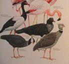 2)genera,)3)species)HBWM1)