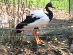 Southern(Screamer,(Chauna,torquata(