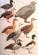 Magpie6Goose,(Anseranas,semipalmata,