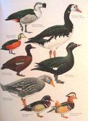 Order)Anseriformes(( Family(Dromornithidae?