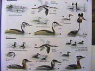 Mesitornithiformes) ) mesitové)3)spp.