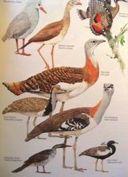 Turakové) MUSOPHAGIFORMES)Seebohm,)1890) Musophagidae:)Turacos)Lesson,)1828) 6)genera,)23)species)) Dropi)