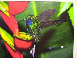 Psophiidae:)Mathews,(1913(