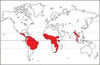 (Gray,(1840( 3)genera,)3)species))