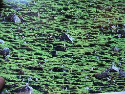 (((((((((\66+66+66Sphenisciformes) (((((((((((( (( ((((\66Spheniscidae((Penguins)( (((((((((((( ((\66Procellariiformes) ((((((((((((