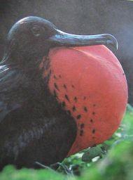 6Suliformes) ((((((((((((((