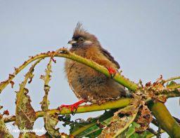 ((((\66Strigidae((Typical(Owls)( (((((((( ( ((((((((\6+66Coliiformes) (((((((((( ((((\66Coliidae((Mousebirds)( ((((((((((\6+66Leptosomiformes) (((((((((((( ((((\66Leptosomidae((Cuckoo(Roller)(