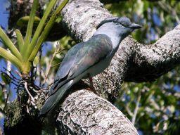 ((\66Phoeniculidae((Woodhoopoes)( (((((((((((((((( ((((\66+66Bucorvidae((Ground6Hornbills)( (((((((((((((((( (((((((\66Bucero3dae((Hornbills)( ((((((((((((((((\6+66Coraciiformes) ((((((((((((((((((