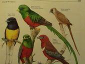 Trogoniformes(6(trogoni(