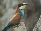 Piciformes)M)šplhavci( 6f.(65(g.400(spp.(Subk((bez(AU,Mdg.