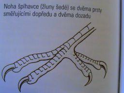 (Picii( Galbulidae(6(leskovci(SAM( Bucconidae(6(lenivky(SAM( Ramphas3dae(6(tukani(SAM(35(spp.