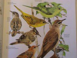 )( Pávíci((Rhipiduridae(AS6AU6Af(40)( Vlhovci((Icteridae(Am(95),(lesňáčci((Parulidae(Am(115)(