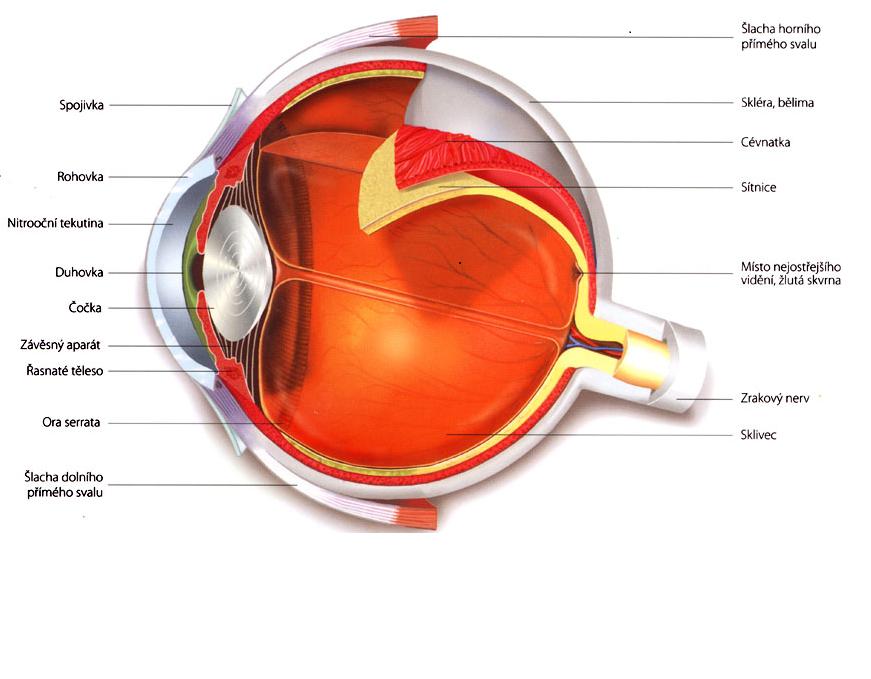 1 ANATOMIE SÍTNICE Sítnice (retina) jemná několikavrstevná blána silná asi 0,2 0,4 mm.