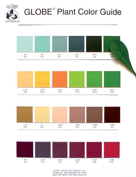 USÍNÁNÍ VEGETACE / GREEN-DOWN PROTOCOL FENOLOGIE U vìtšiny stromù list v dùsledku rozpadu molekul chlorofylu nejprve zmìní barvu ze zelené na žlutou, èervenou èi hnìdou.