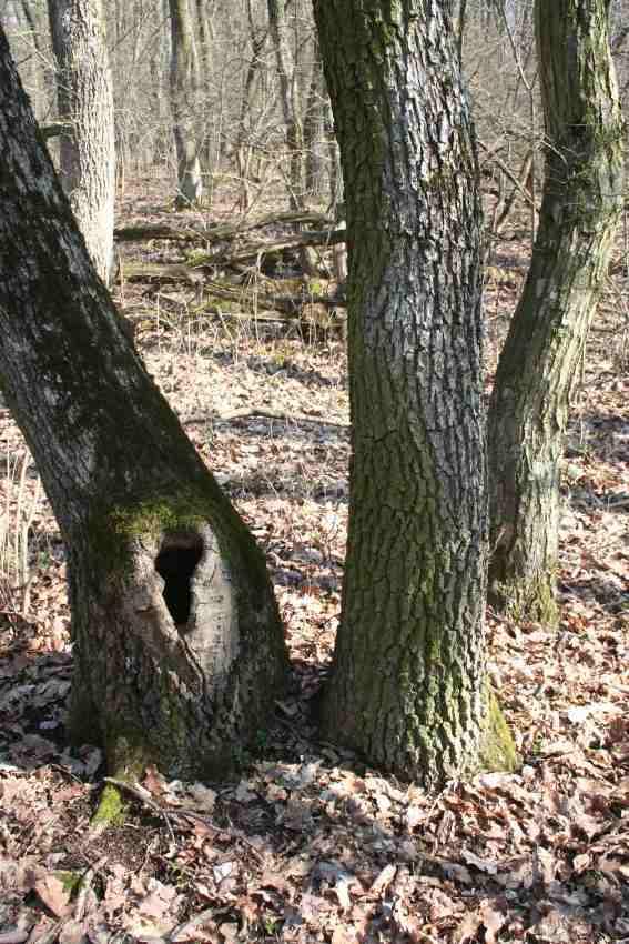 Dubohabřiny Lesostepi plynule přechází do světlého lesa, kde převažuje dub zimní a habr, ale rostou tu i další dřeviny.