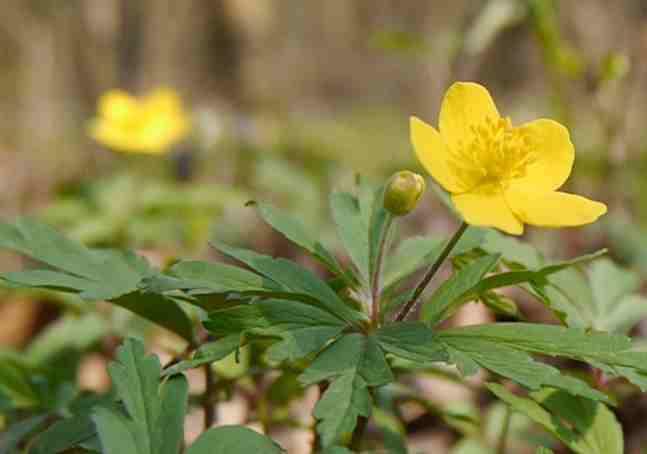 ranunculoides) snímek nahoře, dymnivka