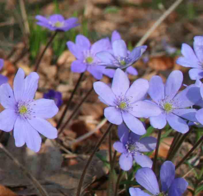 ranunuculoides) Kokořík mnohokvětý