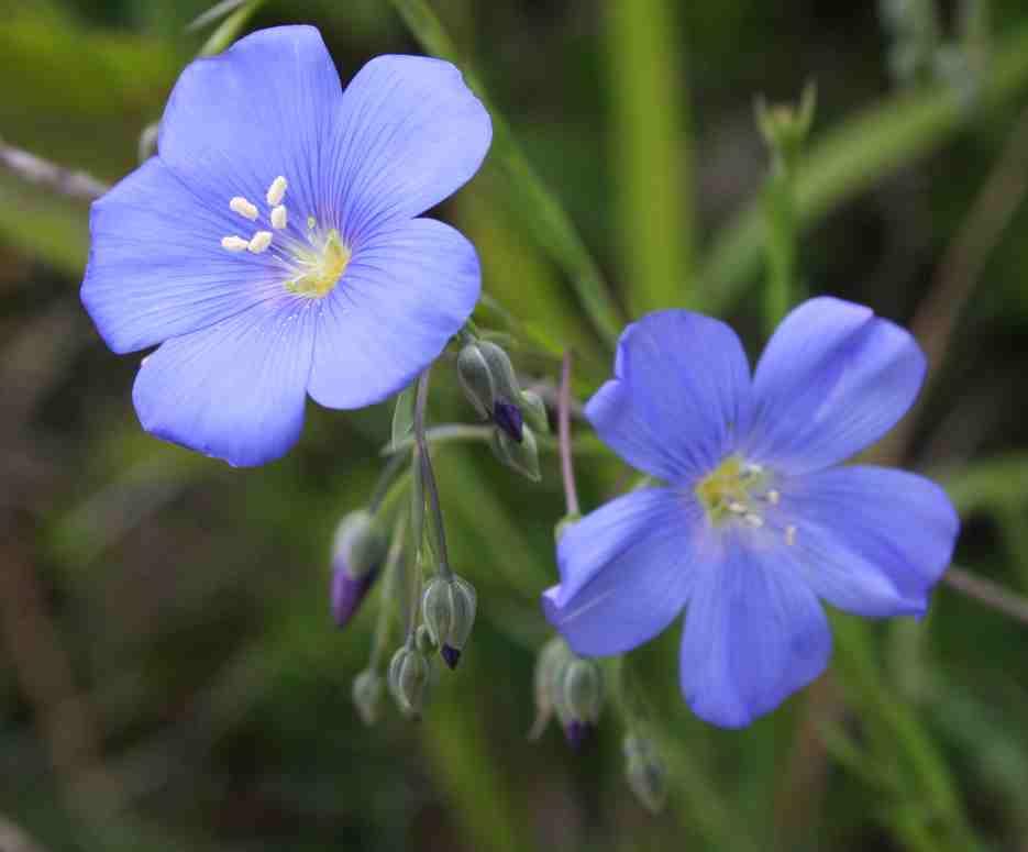 purpurea) vlevo a len