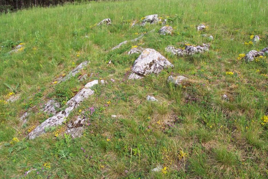 Xerotermní travní porosty svaz Festucion valesiacae Úzkolisté stepní trávníky Velké zastoupení teplomilných druhů Pouze v nejteplejších oblastech Extrémní jižní svahy, společenstva obvykle limitována