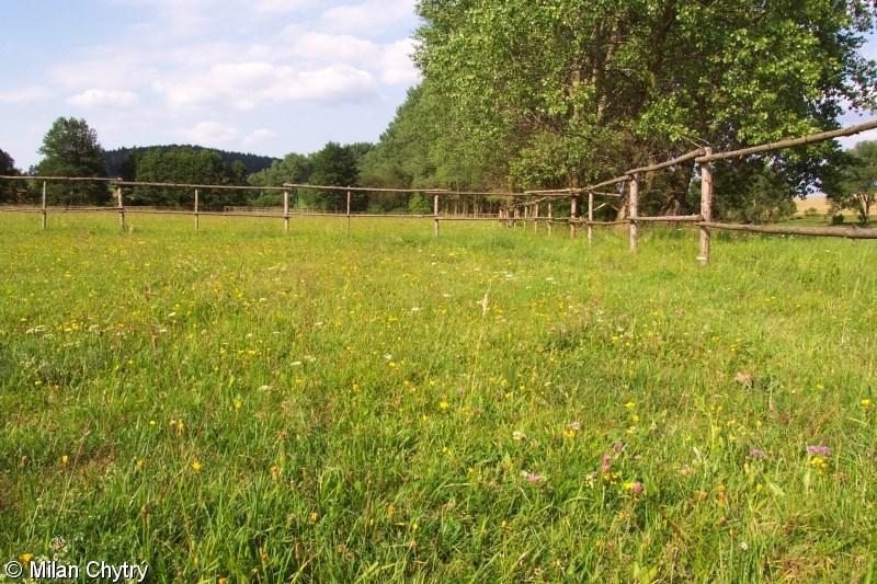 Indikační druhy: Jetel plazivý, poháňka hřebenitá, sedmikráska chudobka, jílek vytrvalý, pampeliška podzimní, bojínek luční, Význačné druhy: