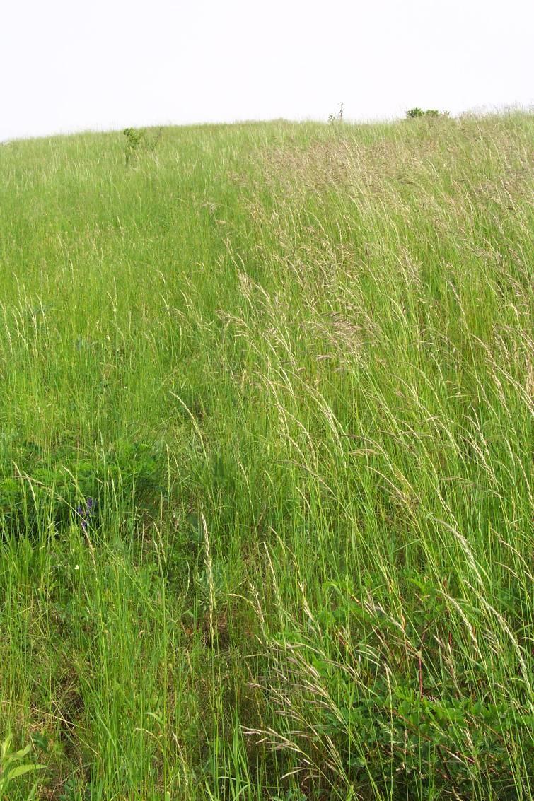 Vlivy absence odstraňování biomasy na vegetaci xerofilních až