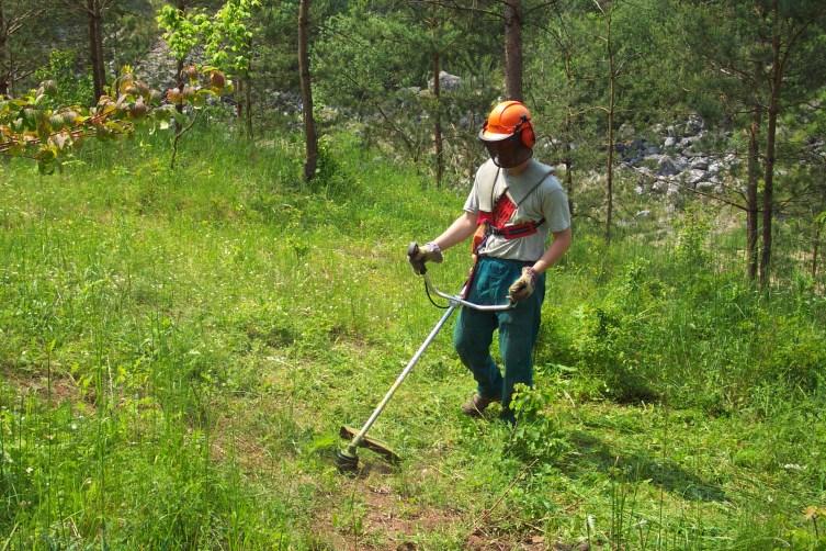 Sečení Tradiční způsob hospodaření v krajině Adaptace řady druhů klonální růst V některých biotopech dnes jako náhrada