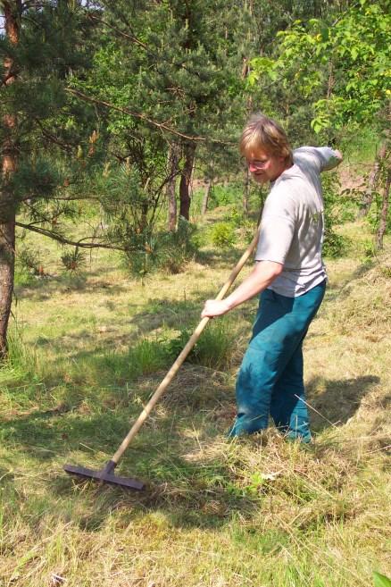 sekačka) nejsou poškozovány růstové vrcholy hemikryptofytů (traktor nevhodný) Absence sečení po delší dobu rychlá degradace