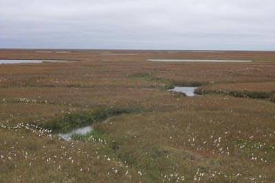 Tundra Oblast mimo optimum stromů,