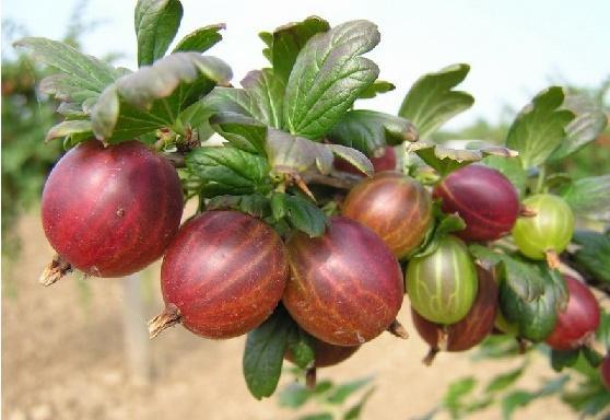 Z hlediska hodnocení má velmi kvalitní, sladké, silně aromatické plody vhodné pro konzum i konzervárenské zpracování. Je málo náročná na chemické ošetření [1].