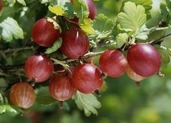 Odrůda Karát je středně úrodná s osvěţujícími sladkokyselými, aromatickými plody [1]. Obrázek 9: Odrůda Karát [21] Alan Odrůda je českého původu.