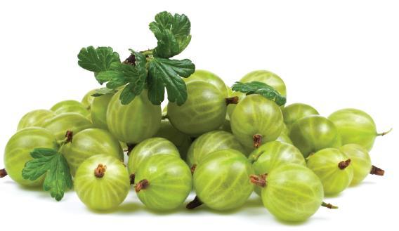 Jostu. Je to zajímavý beztrnný druh, odolný padlí, v Anglii ji můţeme najit pod názvem Worcesterberry a v Německu se ujal název Jochelbeere [8].