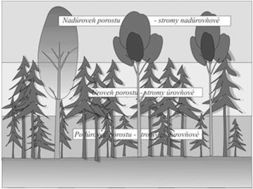 porostní úrovní Výškovou strukturu lesa graficky znázorňujeme obdobně jako tloušťkovou