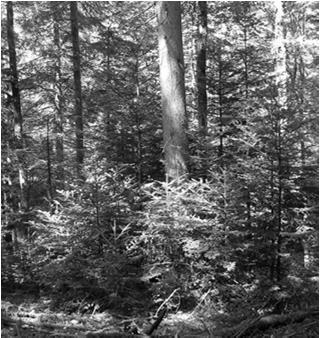 ve smíšeném porostu a to i vlivem prostředí (stanoviště) nebo rozdílným původem etáží (les střední).